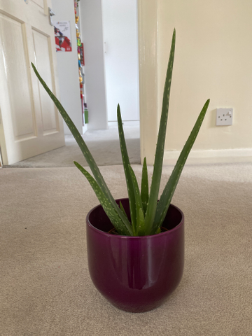 Review by Tahseen Syed