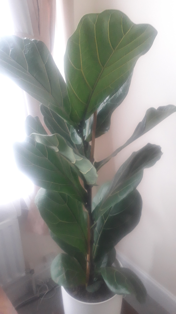 Review by Monish Bhandari