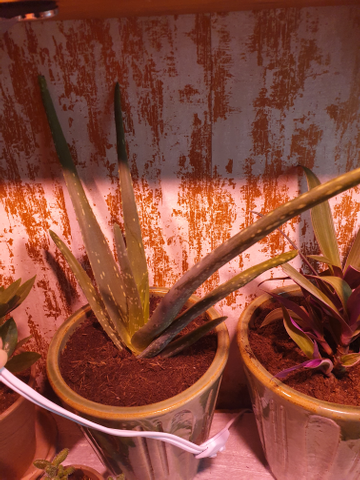 Review by Miss Jankowska