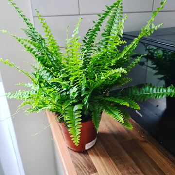 Review by Jeanette Myers