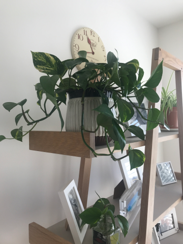 Review by Ms Paula Coppard