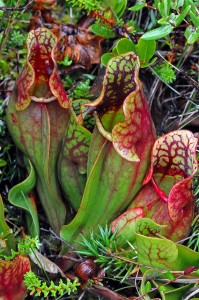 Native plants